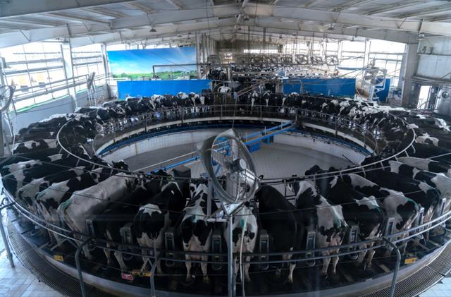 中国奶粉为什么这么贵飞鹤,拼多多上的驼奶粉为什么那么便宜