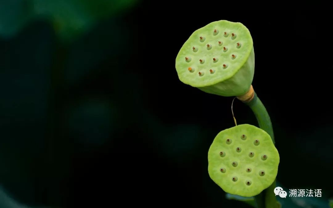 莲花为什么代表佛法,佛法莲蓬和莲花的寓意