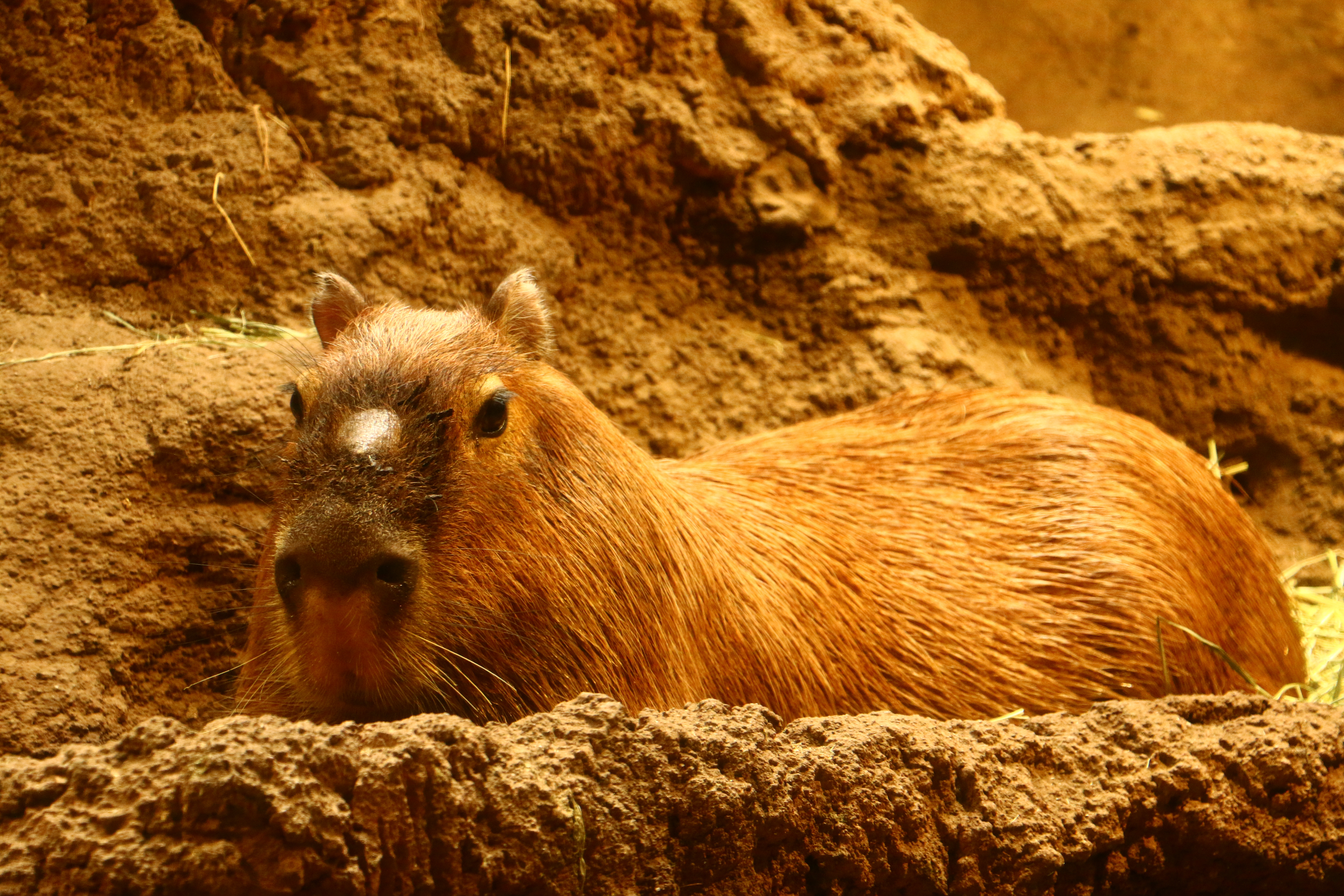 日本奈良自由行详细攻略,日本大阪京都自由行路线