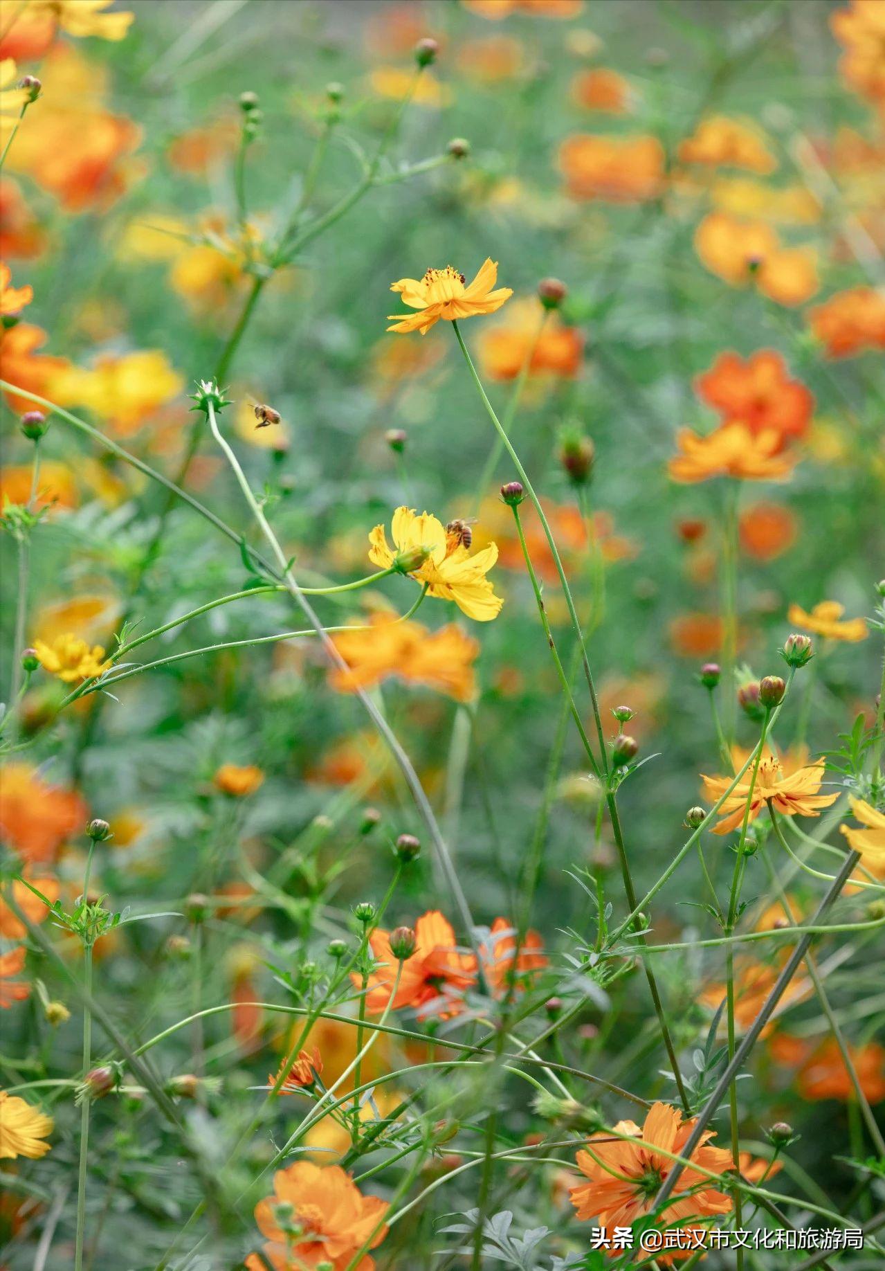 十大赏樱花胜地,武汉免费赏樱地推荐