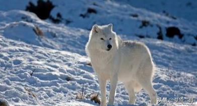 神奇动物在哪里盘点自然之最,盘点那些神奇动物