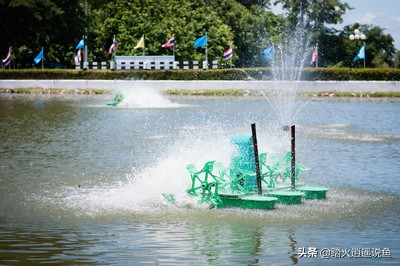 运输鱼为什么放柴油,柴油在鱼塘里对鱼有影响吗