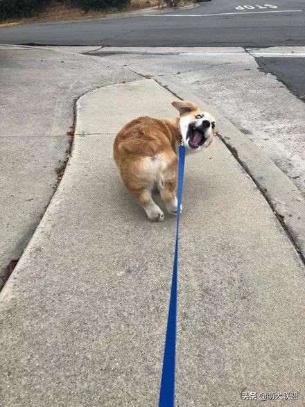 遛完狗，狗狗不愿回家怎么办？