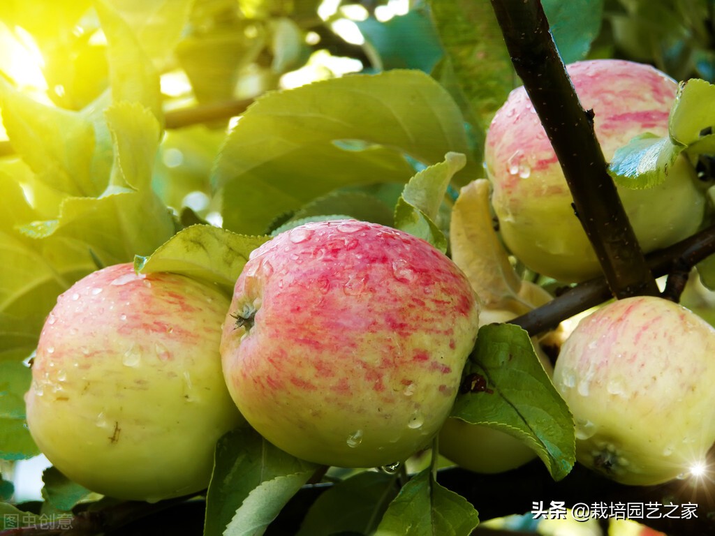 干货-果实转色、增甜机理与特肥应用指导