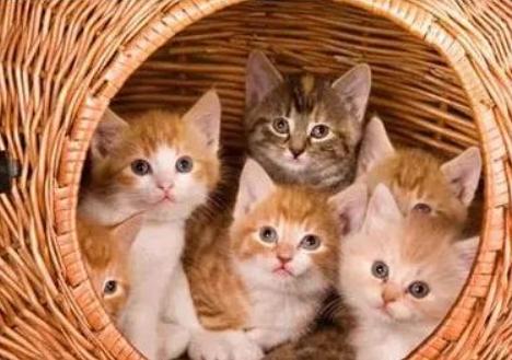 猫咪不出门需要驱虫吗,不出门的猫咪还用驱虫吗