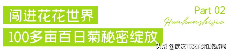 武汉向日葵花海在哪个区,武汉马鞍山向日葵花海