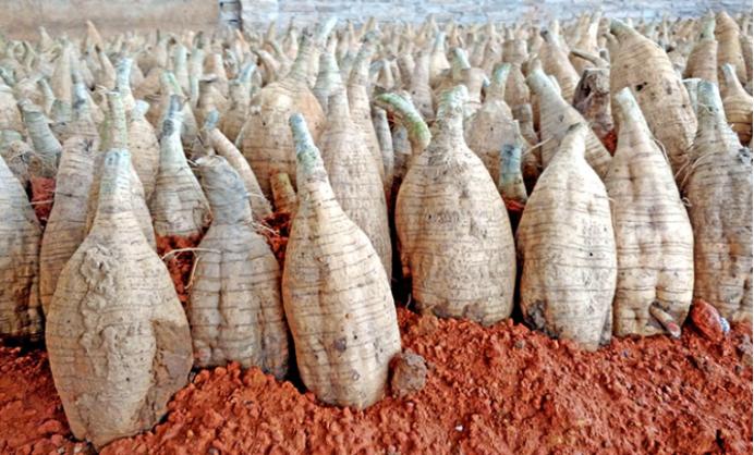 仙草灵芝前世,仙草粉的主要成分