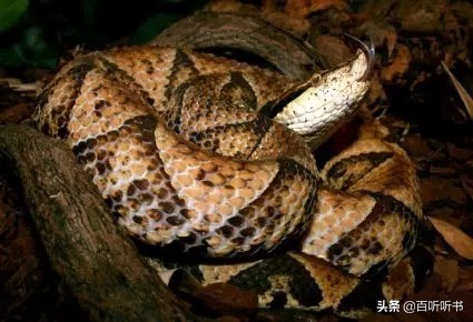 张亮：从《山海经》到《捕蛇者说》，解开蛇的奥秘