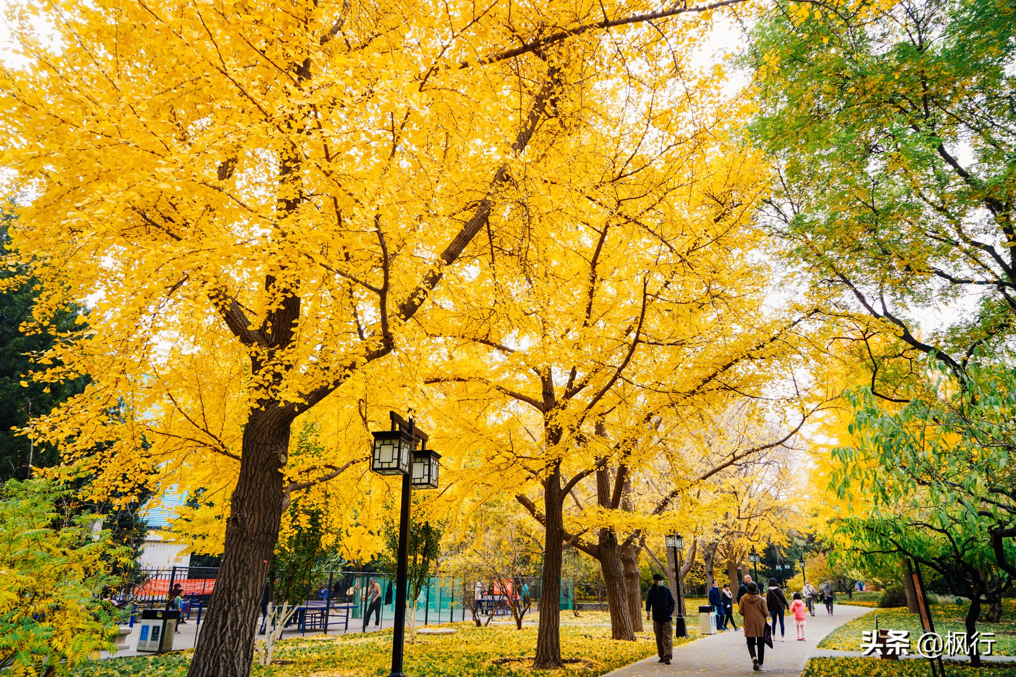 北京18个看银杏的好地方在哪,北京八大处看银杏攻略