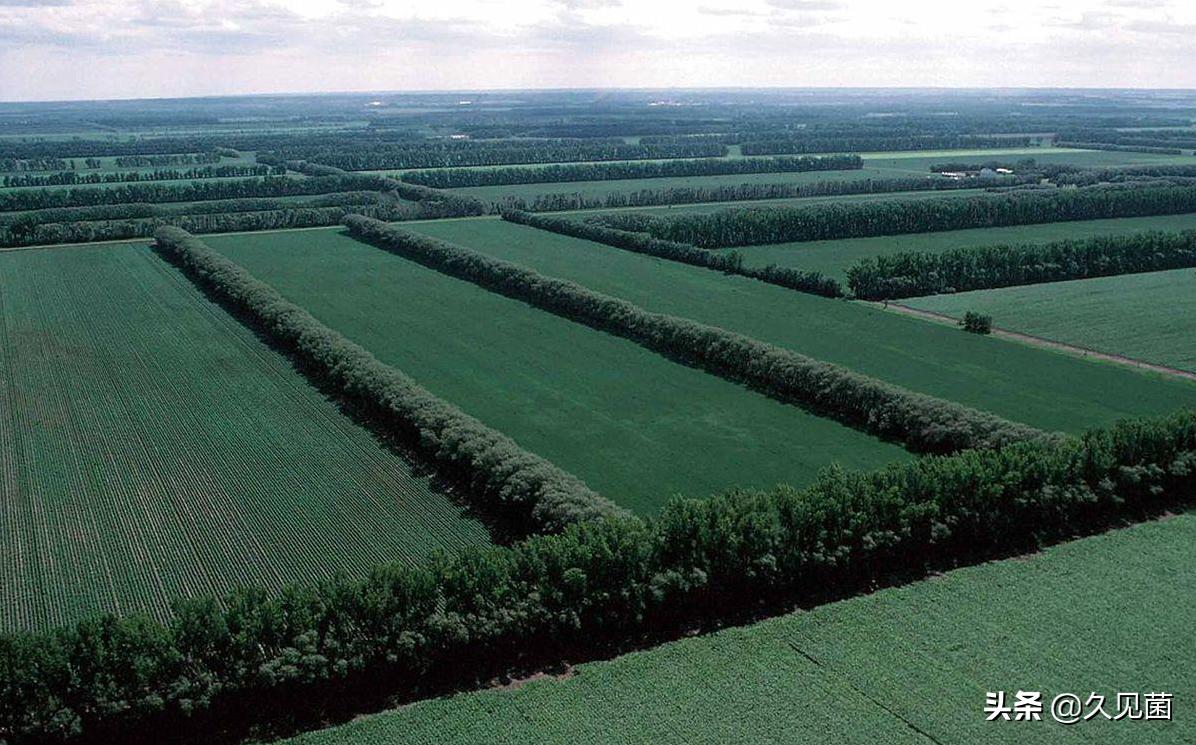 中国人改造沙漠的能力,中国人把沙漠变成绿洲