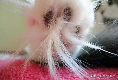 脚毛太长要刮掉吗,脚毛太长了能不能刮