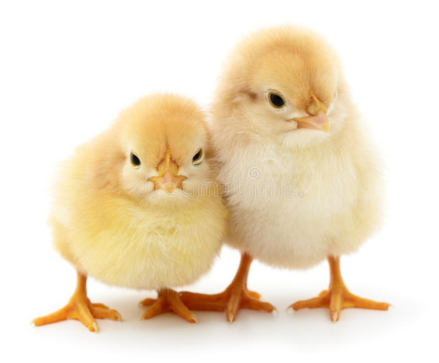 牝鸡司晨无鸡鸣是啥意思,牝鸡司晨未可知