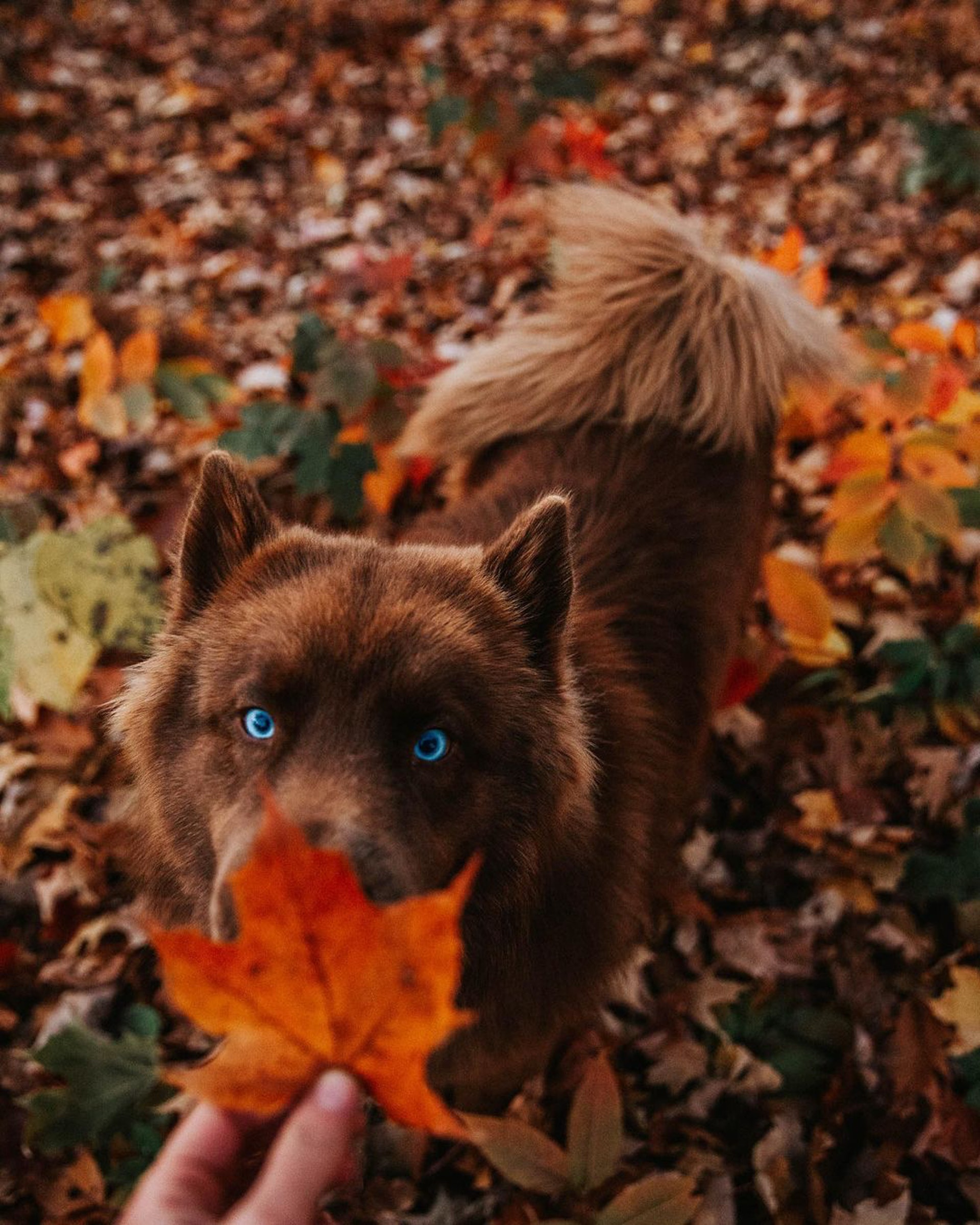 小时候像熊长大后像狼，主人说狗狗是热门犬种，但路人都猜不出