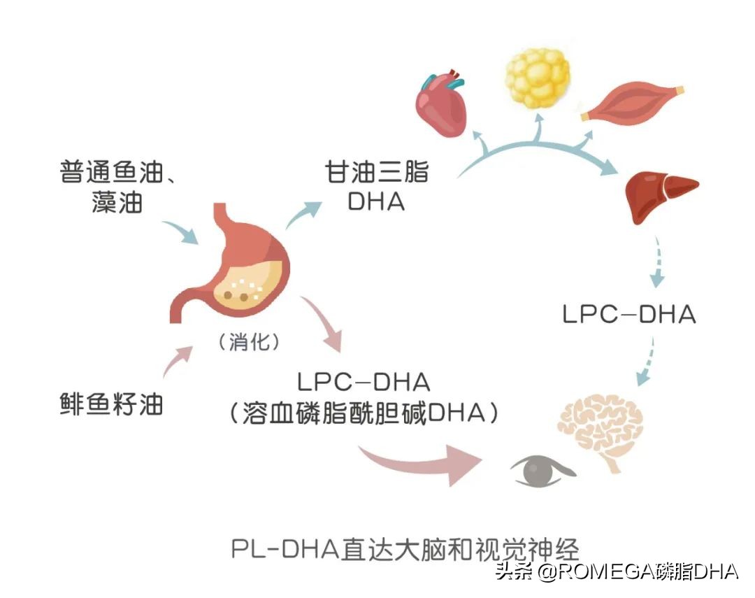 多动症的膳食计划,多动症儿童膳食