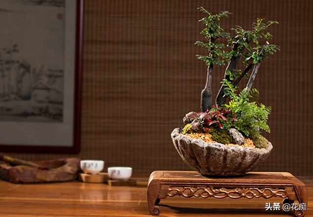 小叶紫檀的盆栽是真的么,小叶紫檀盆栽和黑骨茶盆栽的区别