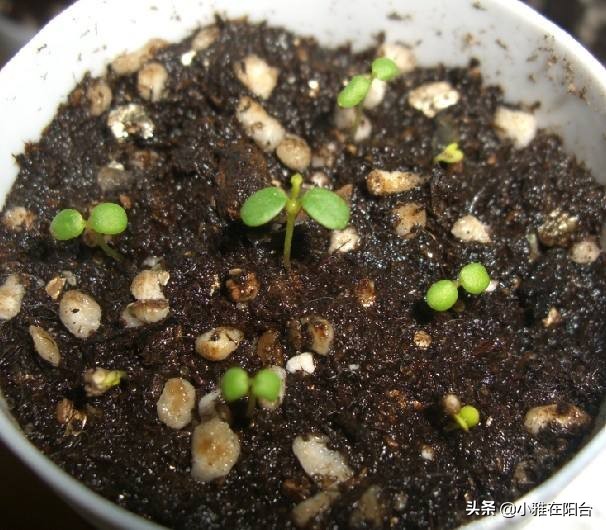 十棵草莓苗能结多少果子,100粒种子能种出多少棵草莓苗