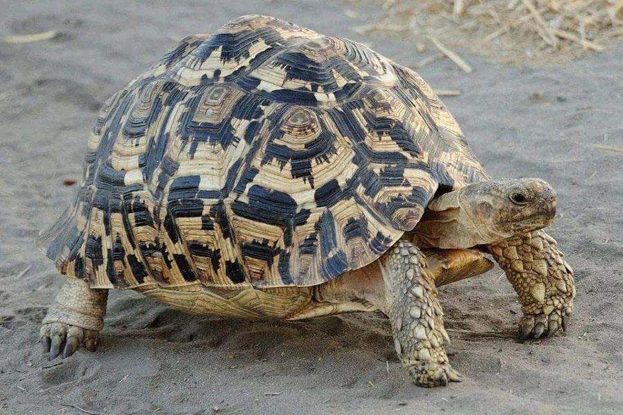 陆龟需要水养么,陆龟需要泡澡吗