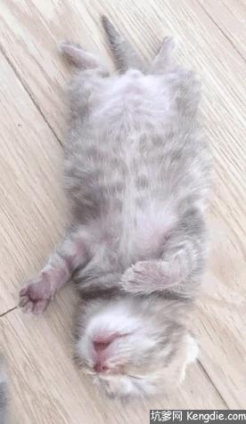 猫咪原来也会做梦,猫会做梦梦到主人吗