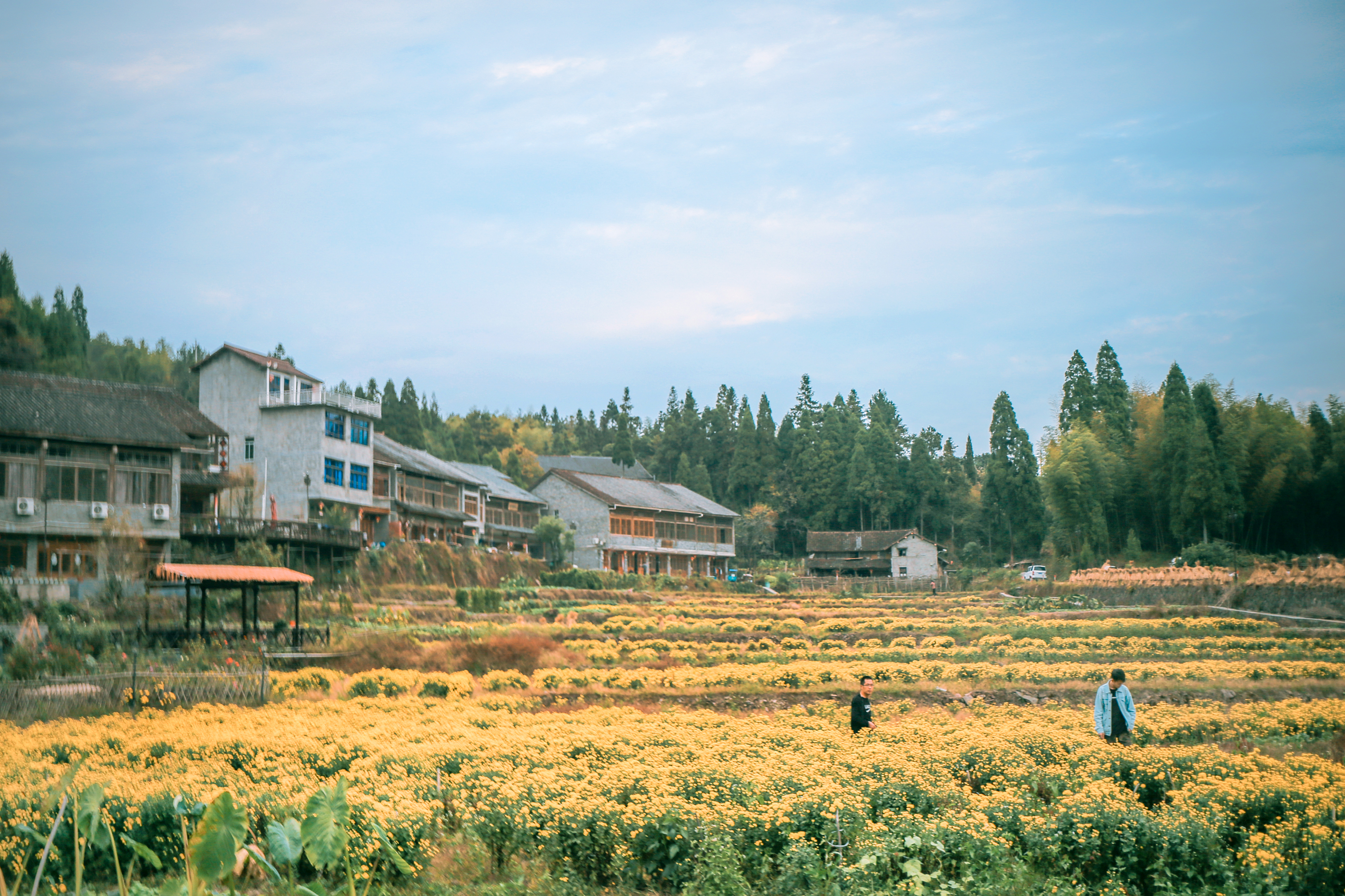 浙江一座低调的古镇,浙江被低估的一个古镇是
