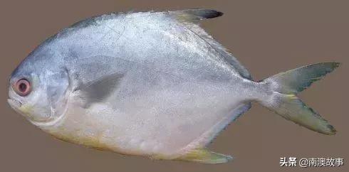 南澳渔民捕鱼视频,南澳渔民出海