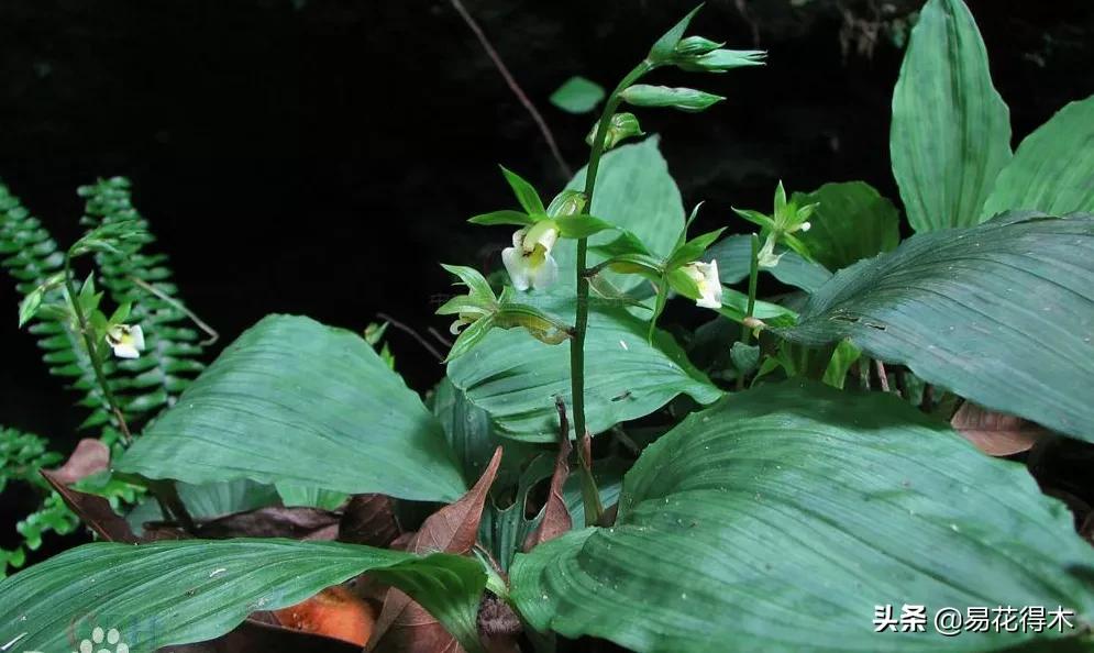 吻兰,云南稀有兰花品种图片金边蕙兰