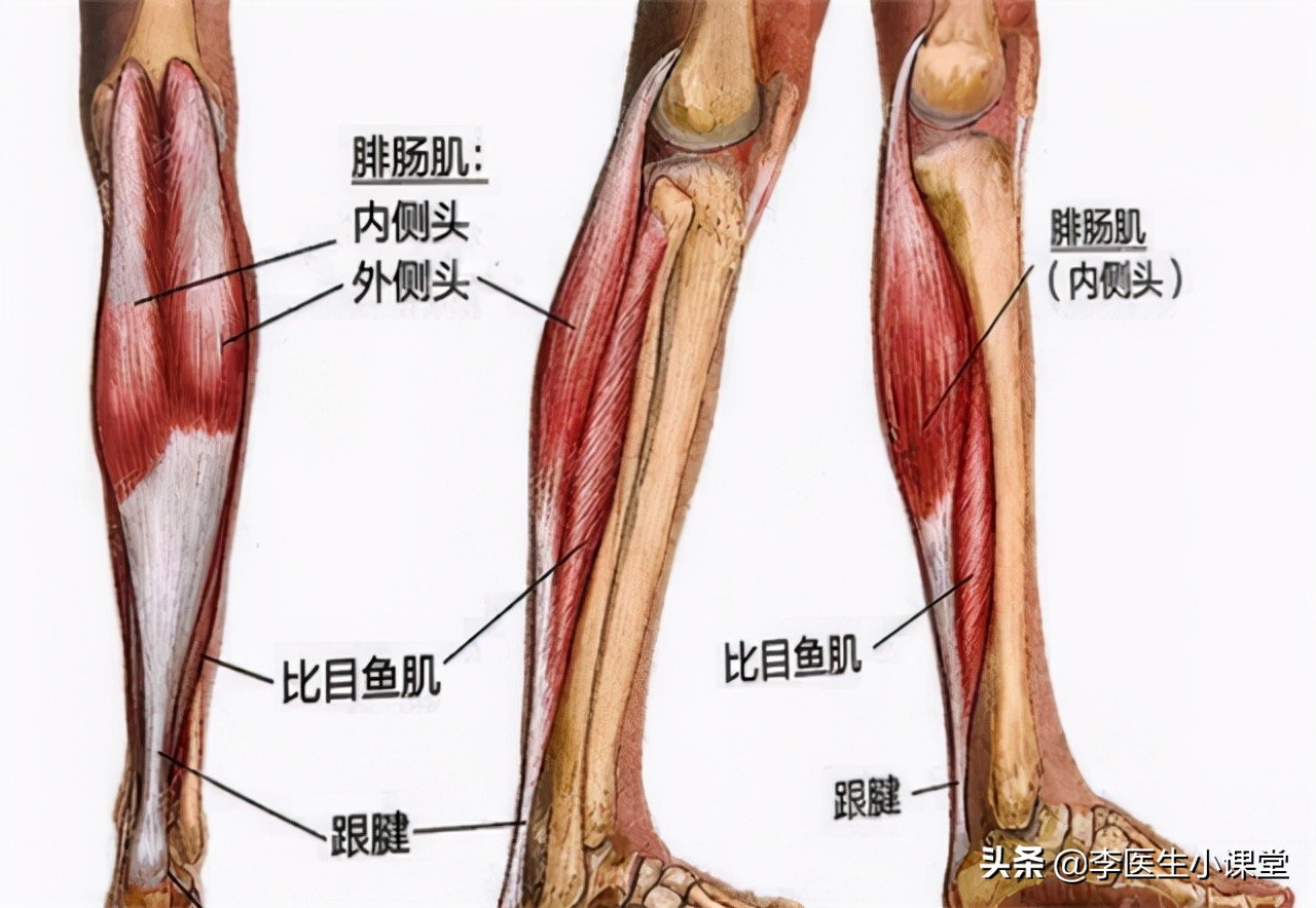 缺钙抽筋是哪里抽筋,年轻人晚上睡觉小腿抽筋是缺钙吗