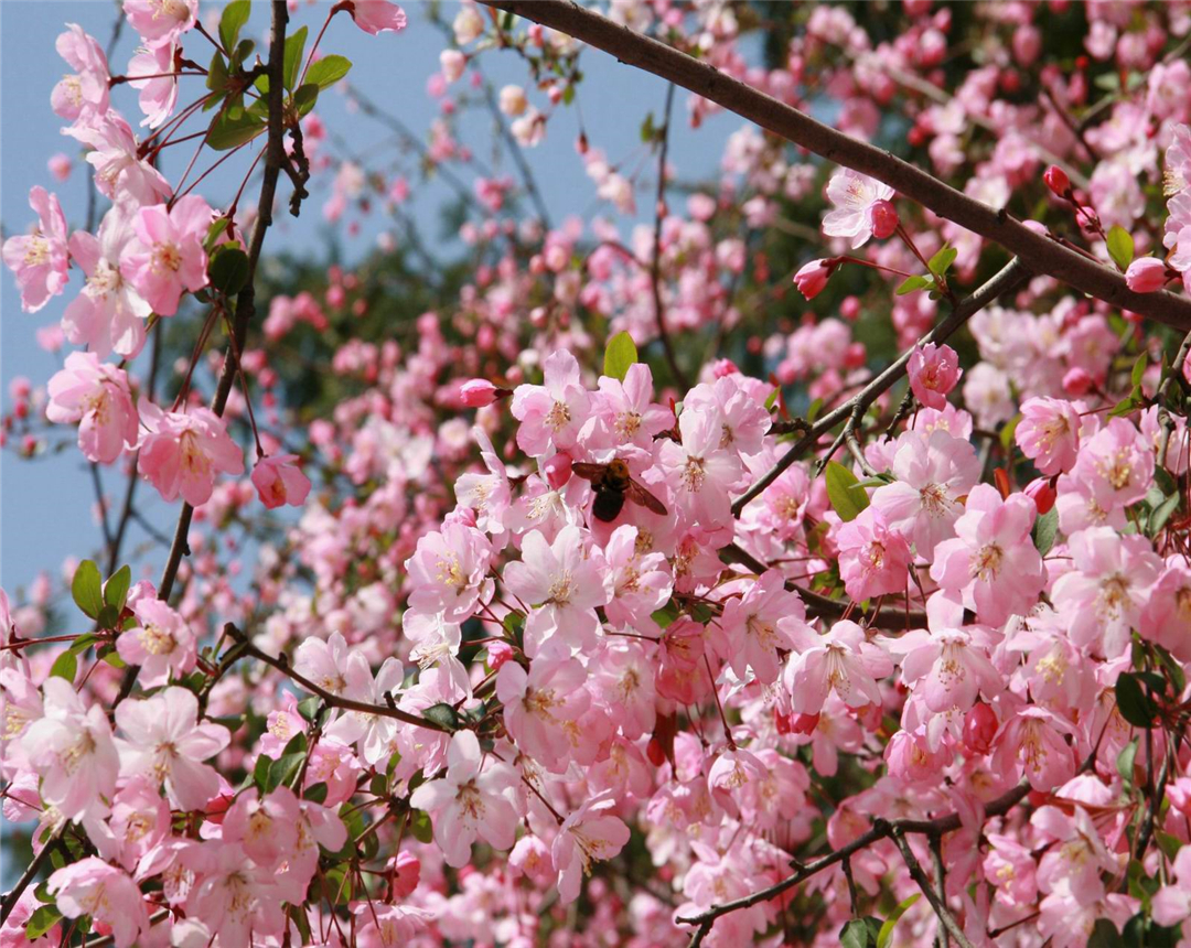 桃花的养殖方法有哪些,桃花盆栽怎么养