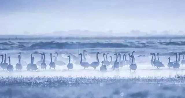 若诗若画若尔盖美景,若诗若画若尔盖文案