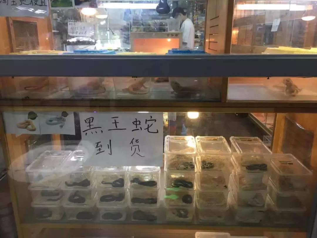 出售巨蜥,养粗脖巨蜥合法吗