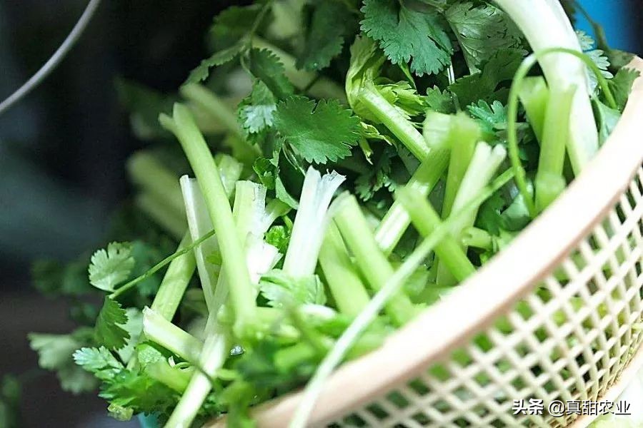 产区菜价继续利好上扬10.21广州蔬菜报价