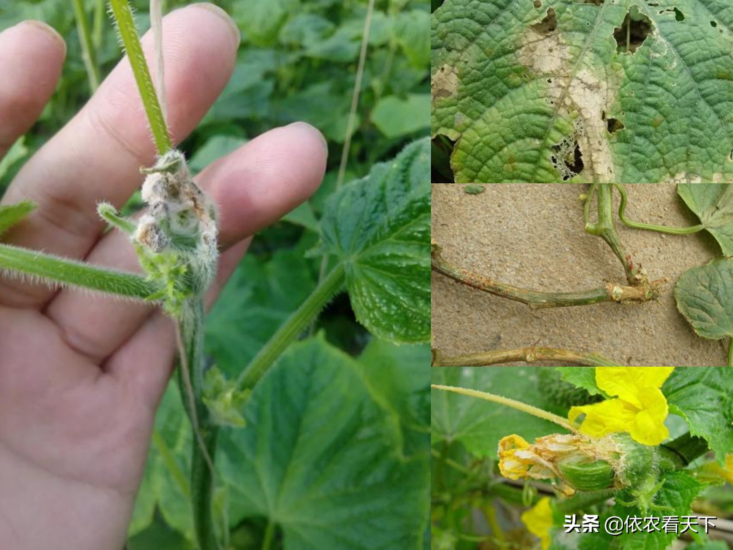 黄瓜防治灾害的方法,黄瓜疫病加冻害