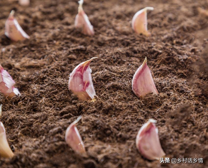 如何种出大个大蒜,怎样种大蒜蒜头才能长大