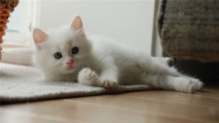 猫咪长年溜眼是怎么回事,猫咪有必要清理耳朵吗