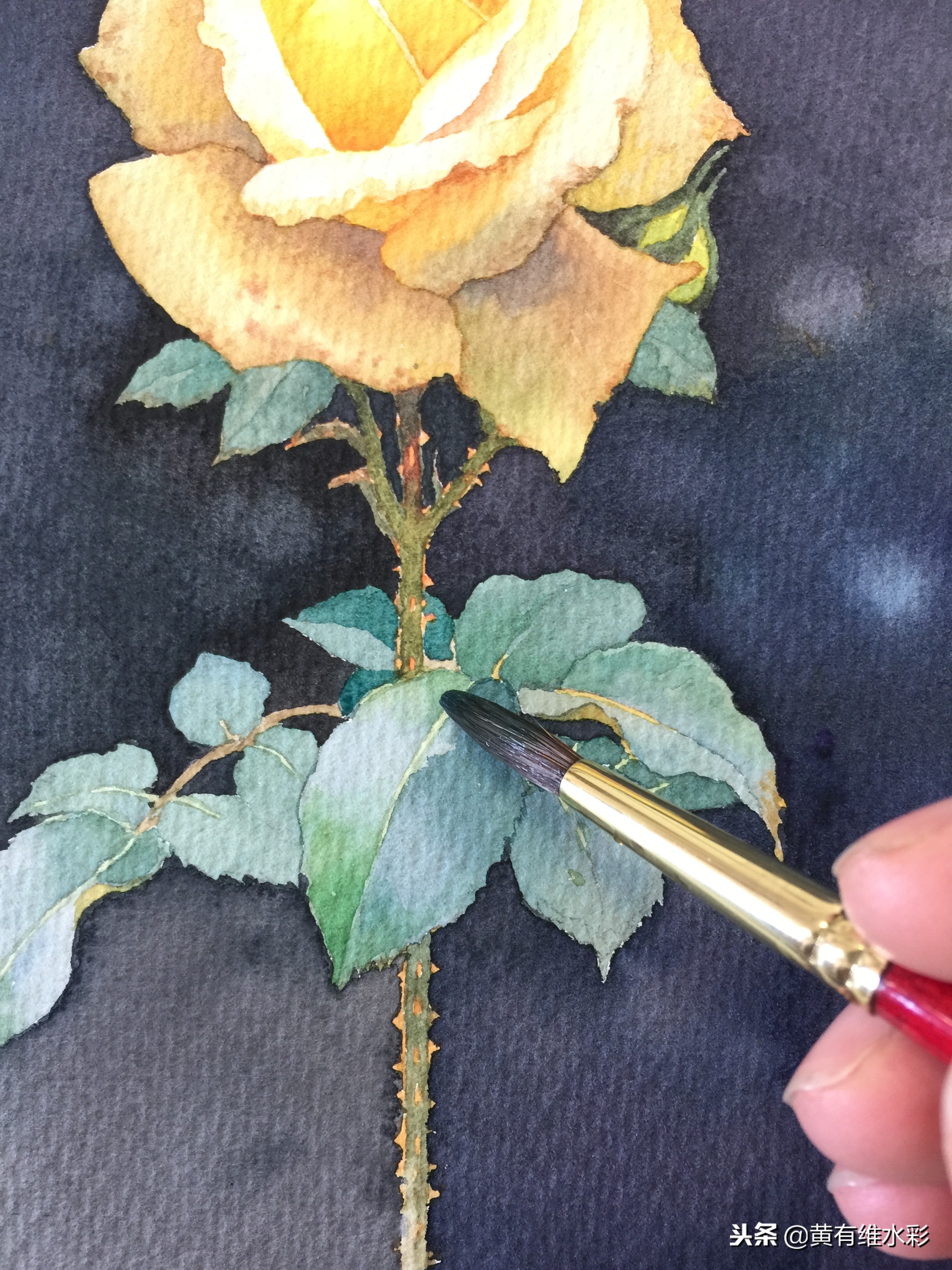 零基础入门水彩的基本画法,黄玫瑰水彩晕染