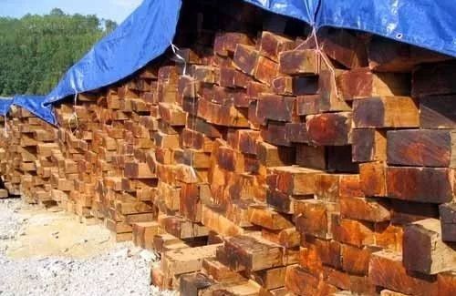 谁才是真正的万木之王柚木,万木之王缅甸柚木市场价位