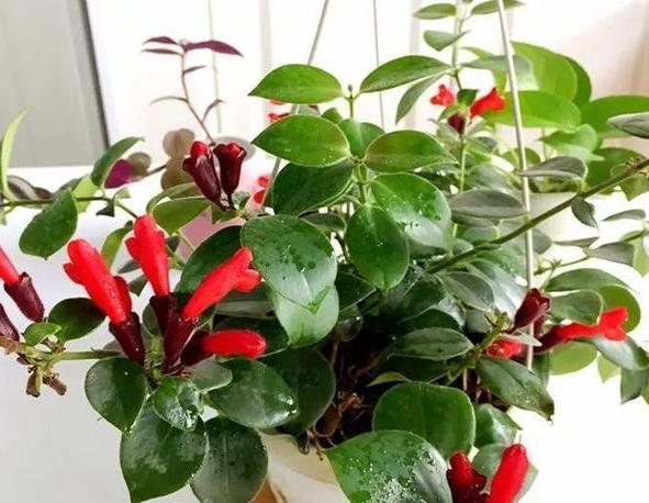 想要口红滋润点该加什么,想要口红更滋润