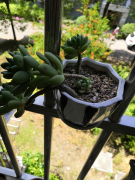 从鼻屎苗到老桩,时光里的蜕变