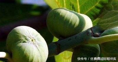 种植无花果前景分析报告,无花果种植具有较好的经济效益