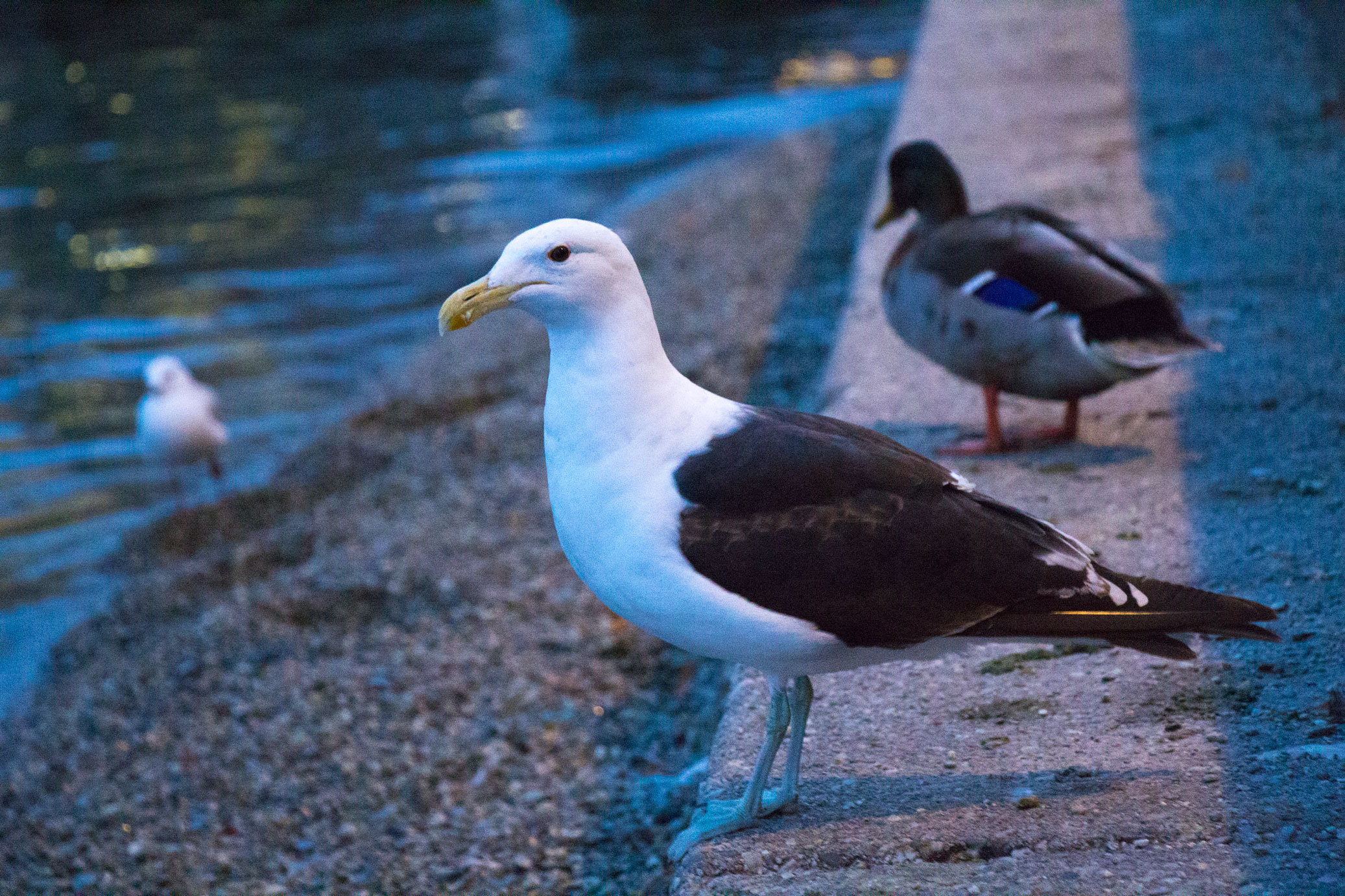 新西兰旅游必备大牌礼物,新西兰旅行攻略完整详细版