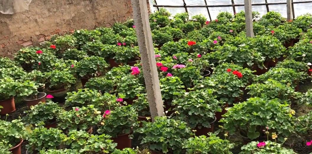 老奶奶种天竺葵,天竺葵大棵老桩