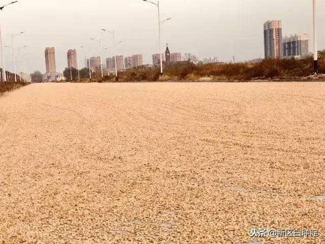 雄安新区纪事：容城印象