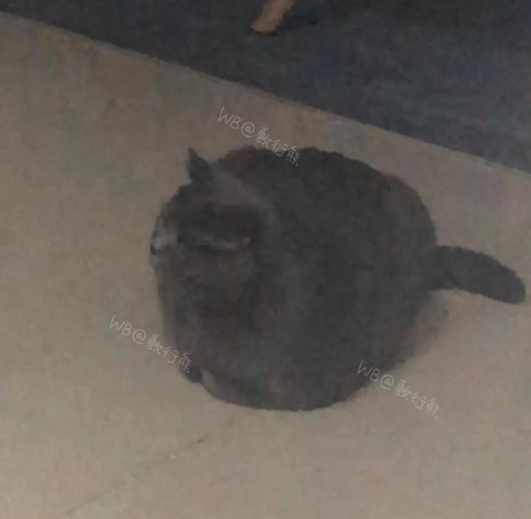 猫是只好猫,可被网友恶整后…哈哈哈没脸见人了