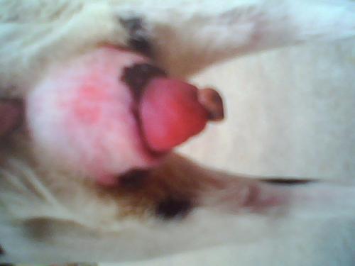 羊子宫脱出怎么办,羊子宫脱出几天能缩回去