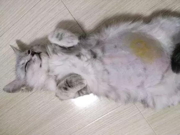 福懋动物医院管理,福懋动物医学