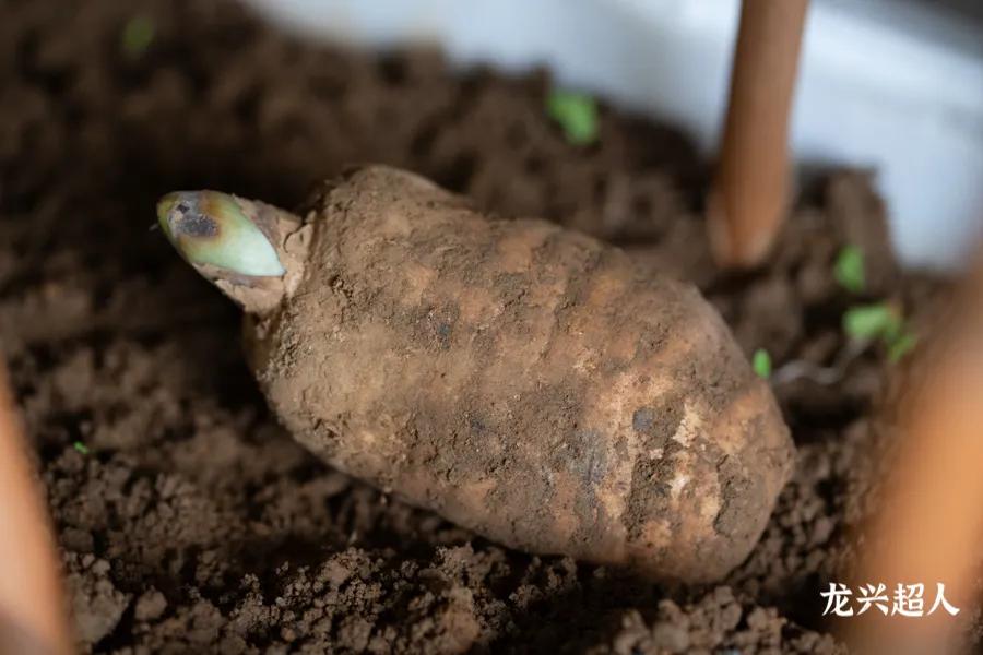 贵州道地药材天麻,道地药材天麻之乡