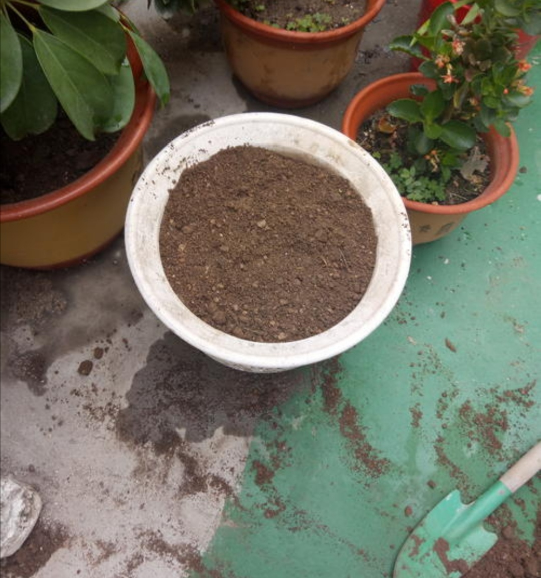 花卉怎么保温过冬,花草怎样降温效果最好