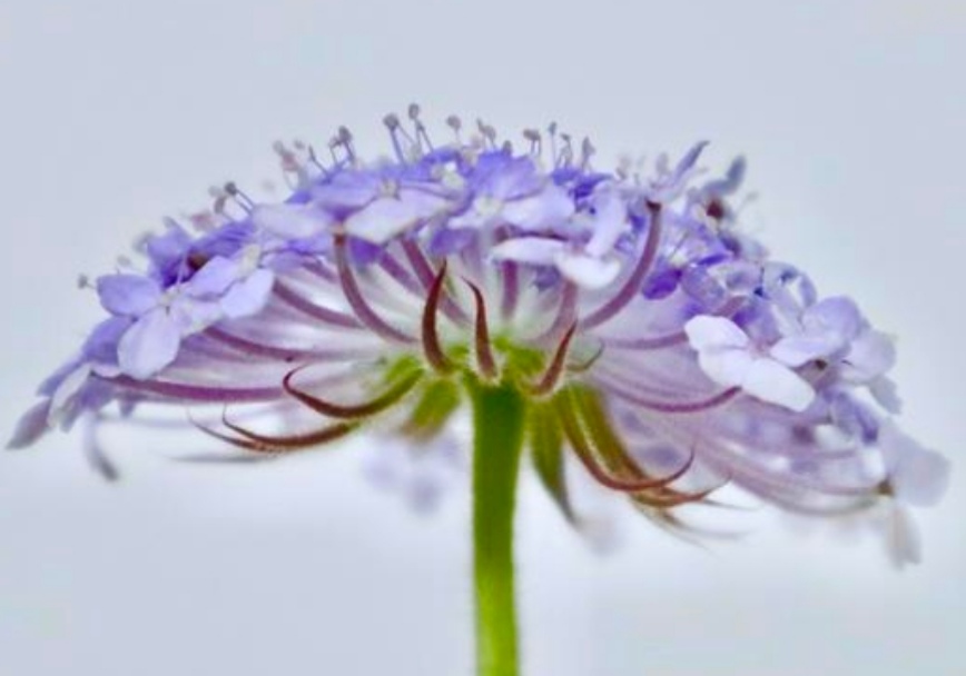 蓝蕾丝花苗,蓝蕾丝花种子