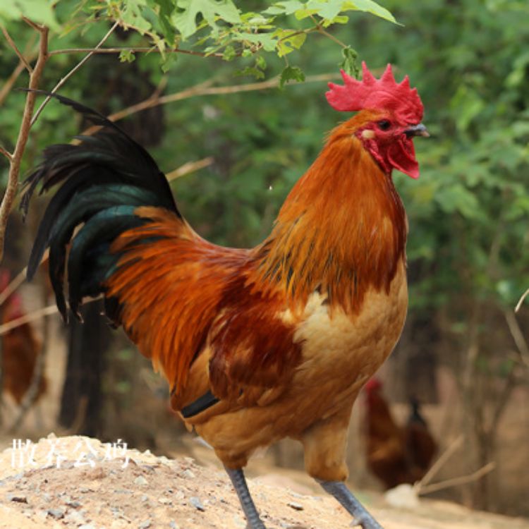 农村大棚种植和人工养殖项目,农村比较赚钱的种植养殖项目
