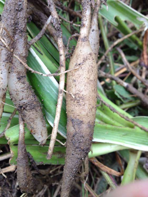 吊兰长了萝卜根还能水培吗,吊兰多久能长出萝卜根