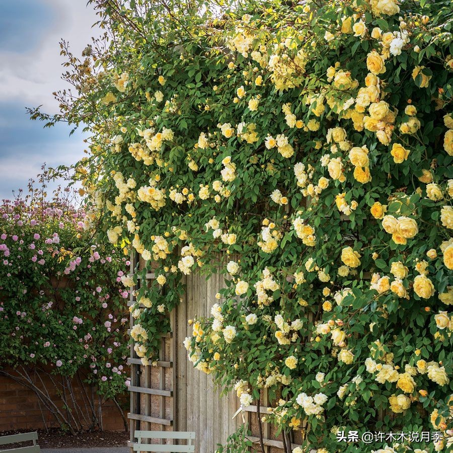 25个经典藤本月季大盘点。种一颗花满墙，新手好养长得快